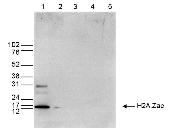 Western blot analysis using Anti-Histone H2A.Zac pan